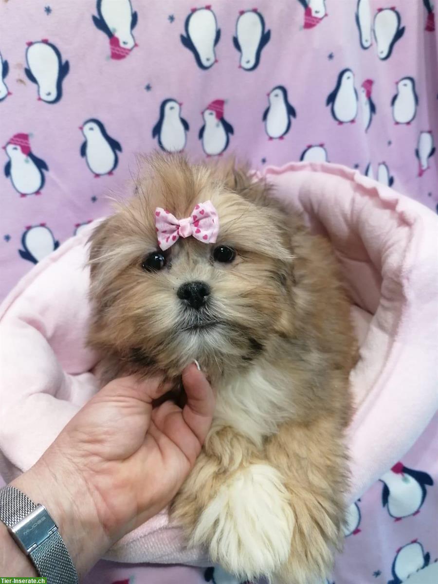 Bild 8: Lhasa Apso Welpen zu verkaufen