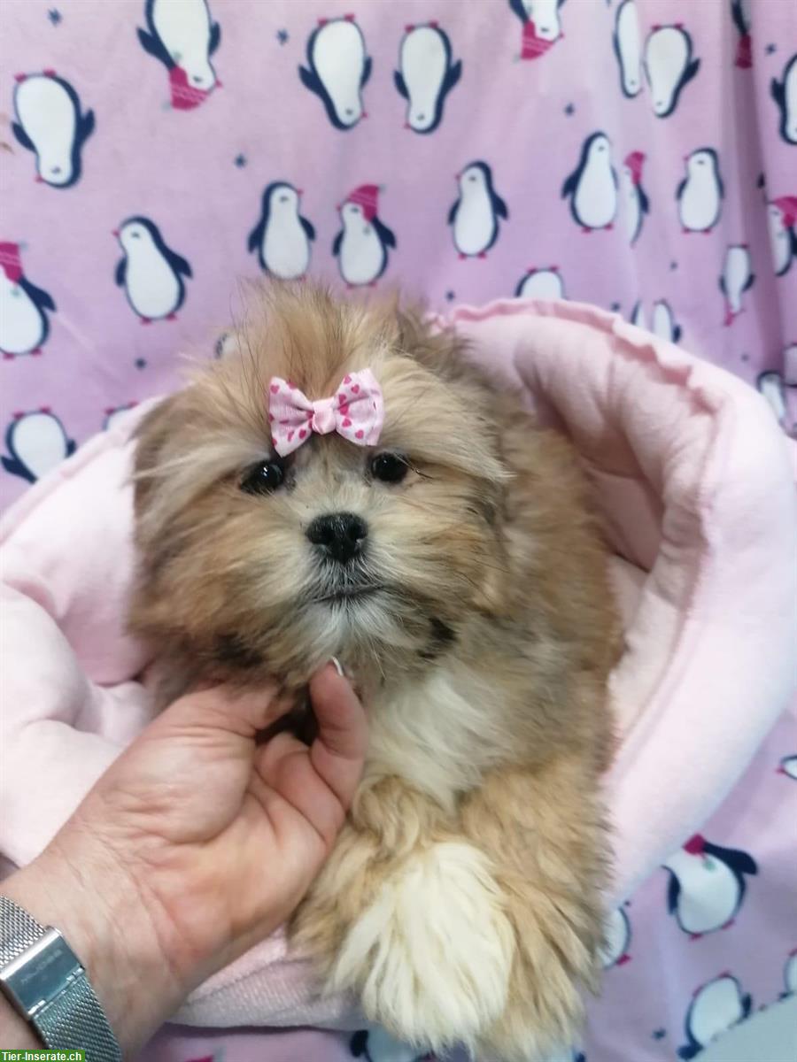 Bild 9: Lhasa Apso Welpen zu verkaufen