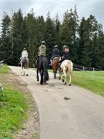 Reitbeteiligung für 3 Pferde im Kanton Bern
