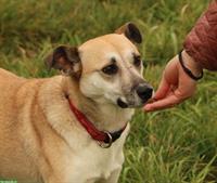 Hündin Fiona, ca. 5-jährig, wird gerne gekuschelt und geknuddelt