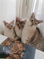 Siam x Bengalen Katzengeschwister suchen ein Zuhause