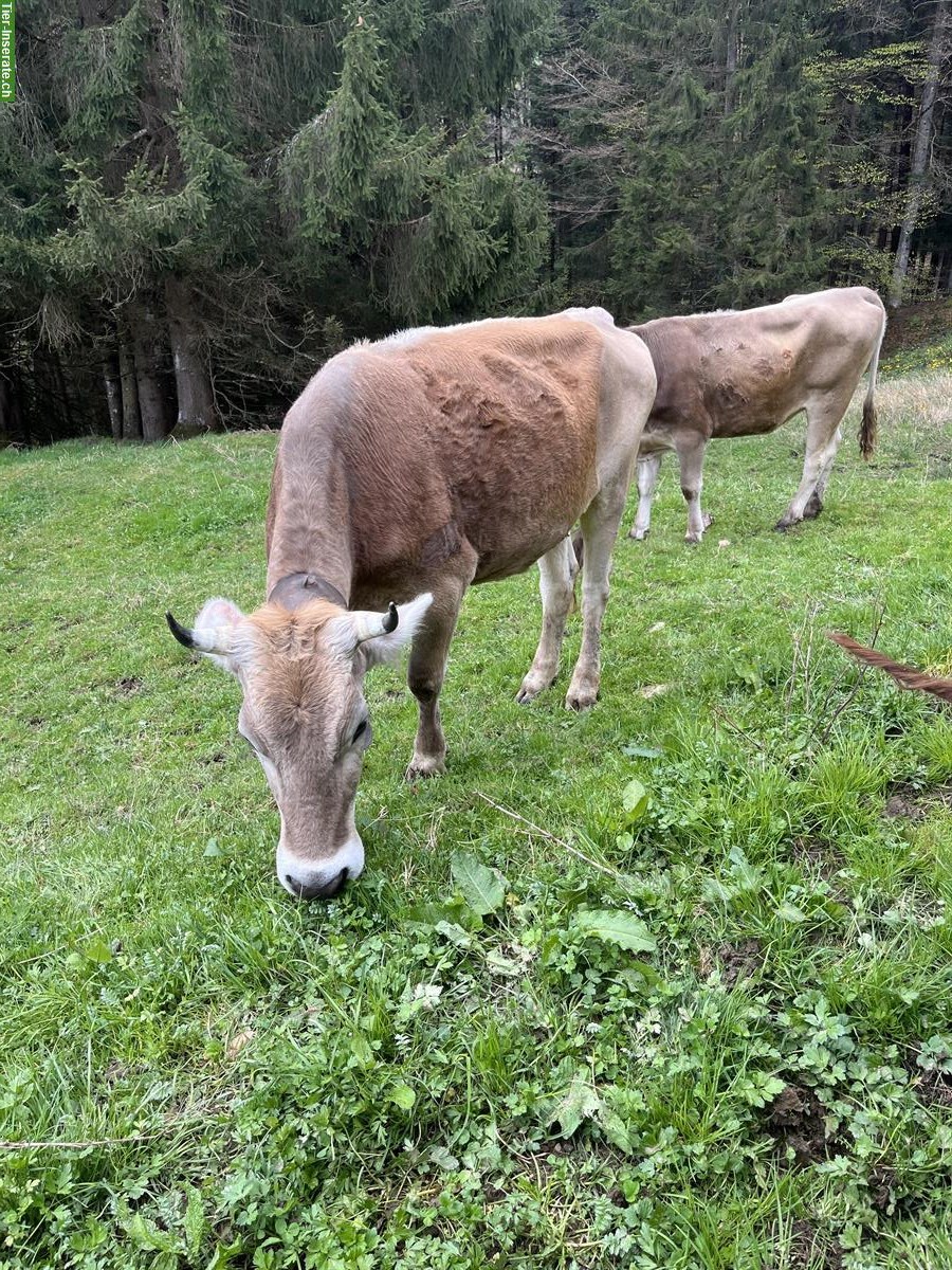 Bio Rind Brown-Swiss zu verkaufen