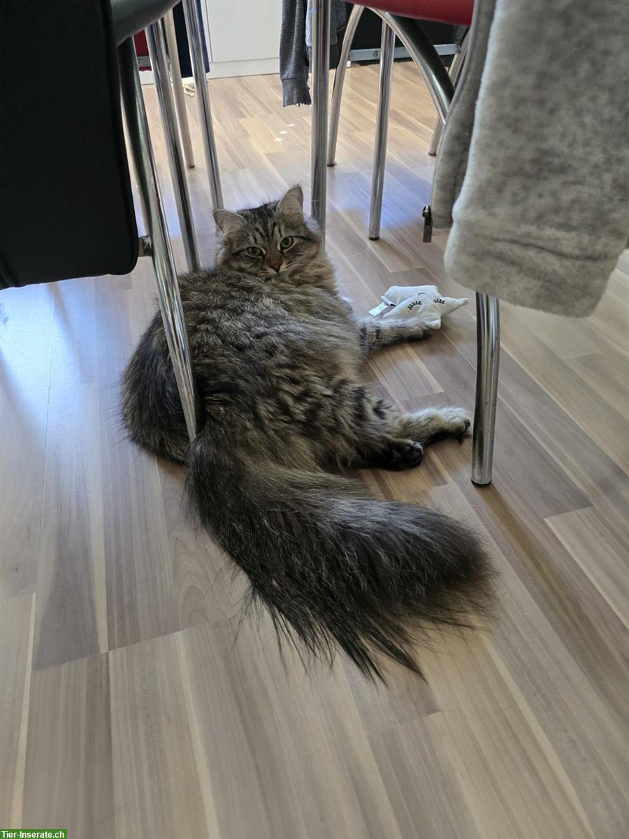 Bild 2: Suchen noch unsere Katzenbetreuung in Zürich