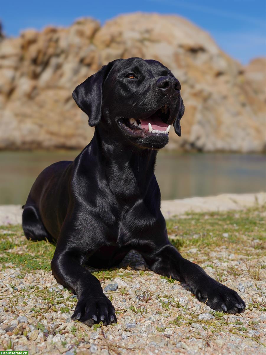 Bild 2: Labrador Deckrüde reinrassig Arbeitslinie schwarz, steht nicht zum Verkauf