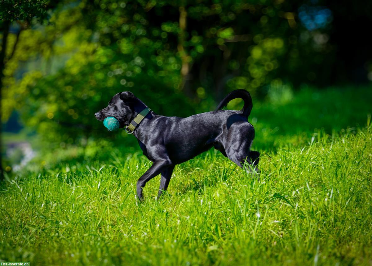 Bild 3: Labrador Deckrüde reinrassig Arbeitslinie schwarz, steht nicht zum Verkauf