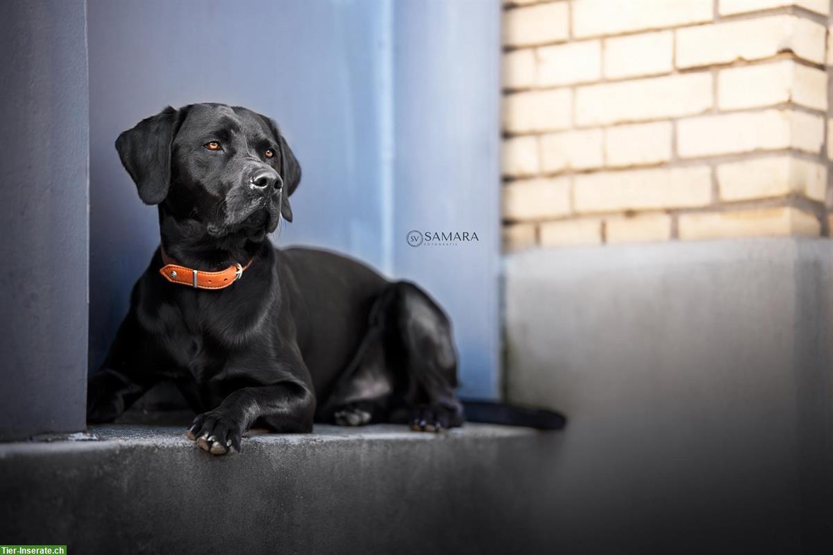 Bild 4: Labrador Deckrüde reinrassig Arbeitslinie schwarz, steht nicht zum Verkauf