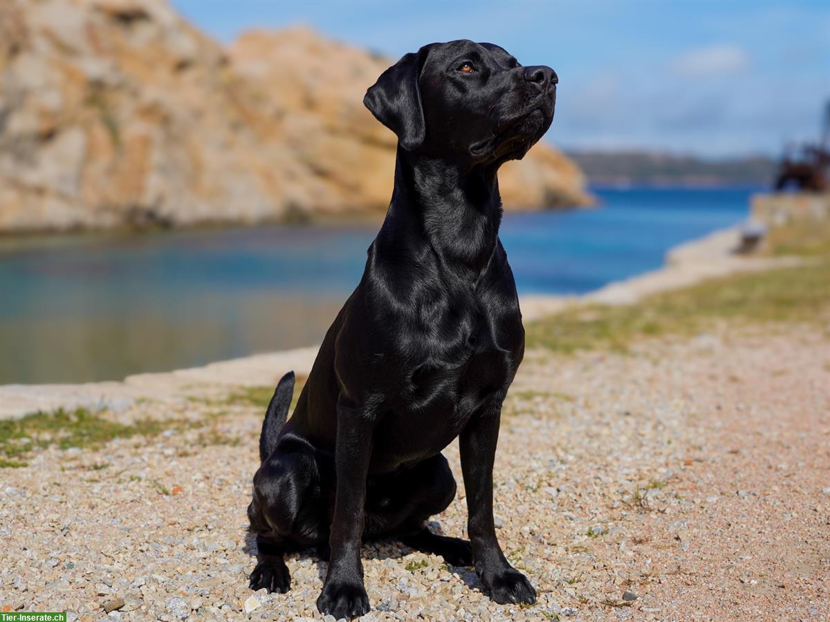 Bild 7: Labrador Deckrüde reinrassig Arbeitslinie schwarz, steht nicht zum Verkauf