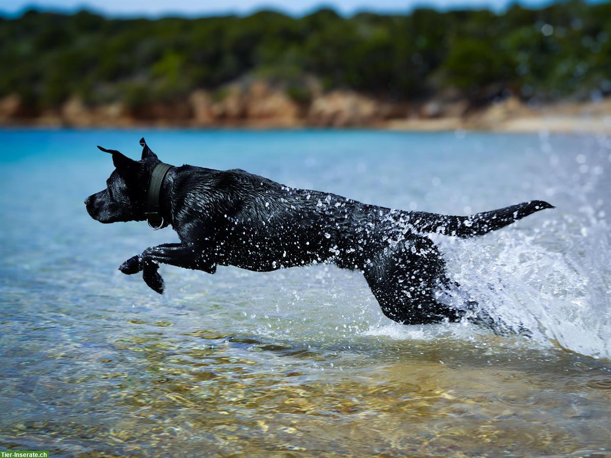 Bild 8: Labrador Deckrüde reinrassig Arbeitslinie schwarz, steht nicht zum Verkauf