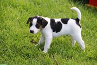 Parson Russell Terrier Welpe, Rüde, glatthaar, tricolor