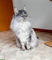 Maine Coon Deckkater mit FFH Stammbaum