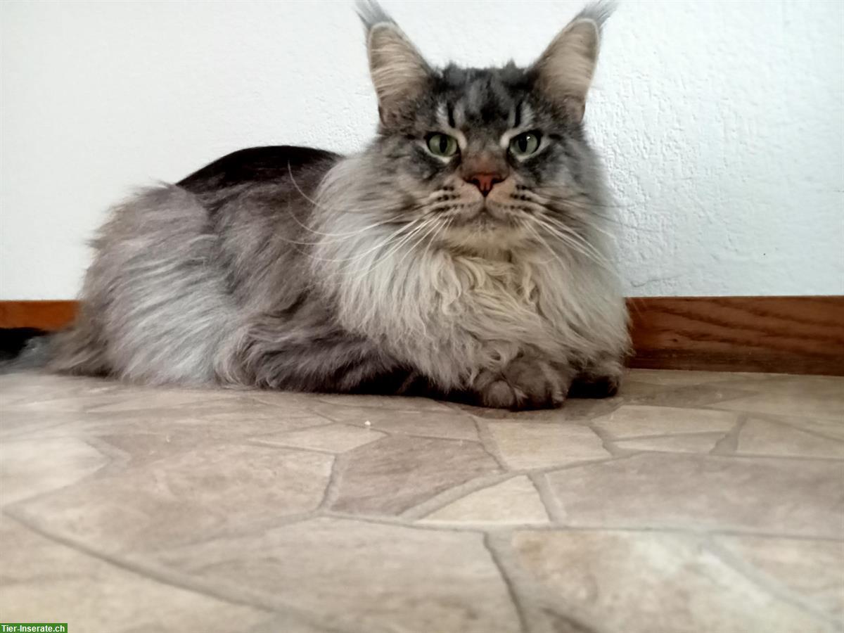 Bild 2: Maine Coon Deckkater mit FFH Stammbaum