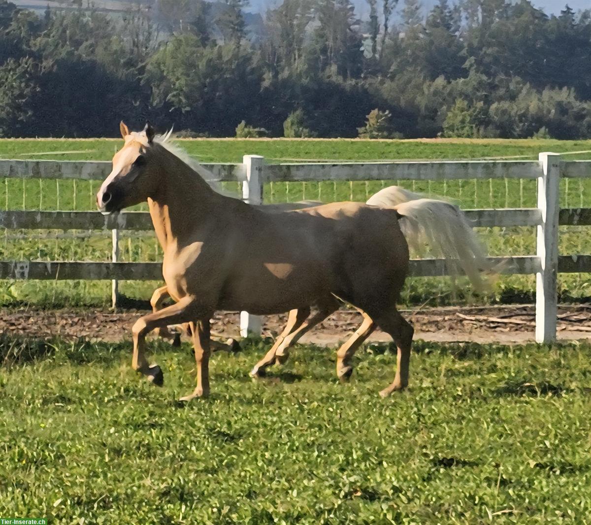 Bild 9: Grosse Palomino-Araber Stute sowie Jährling zu verkaufen