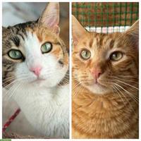 Katzengeschwister Fleur & Tobby suchen liebevolles Zuhause