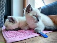 Britisch Kurzhaar Kitten, BKH mit FFH-Stammbaum