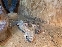 2 Leopardgecko Weibchen mit Terrarium abzugeben