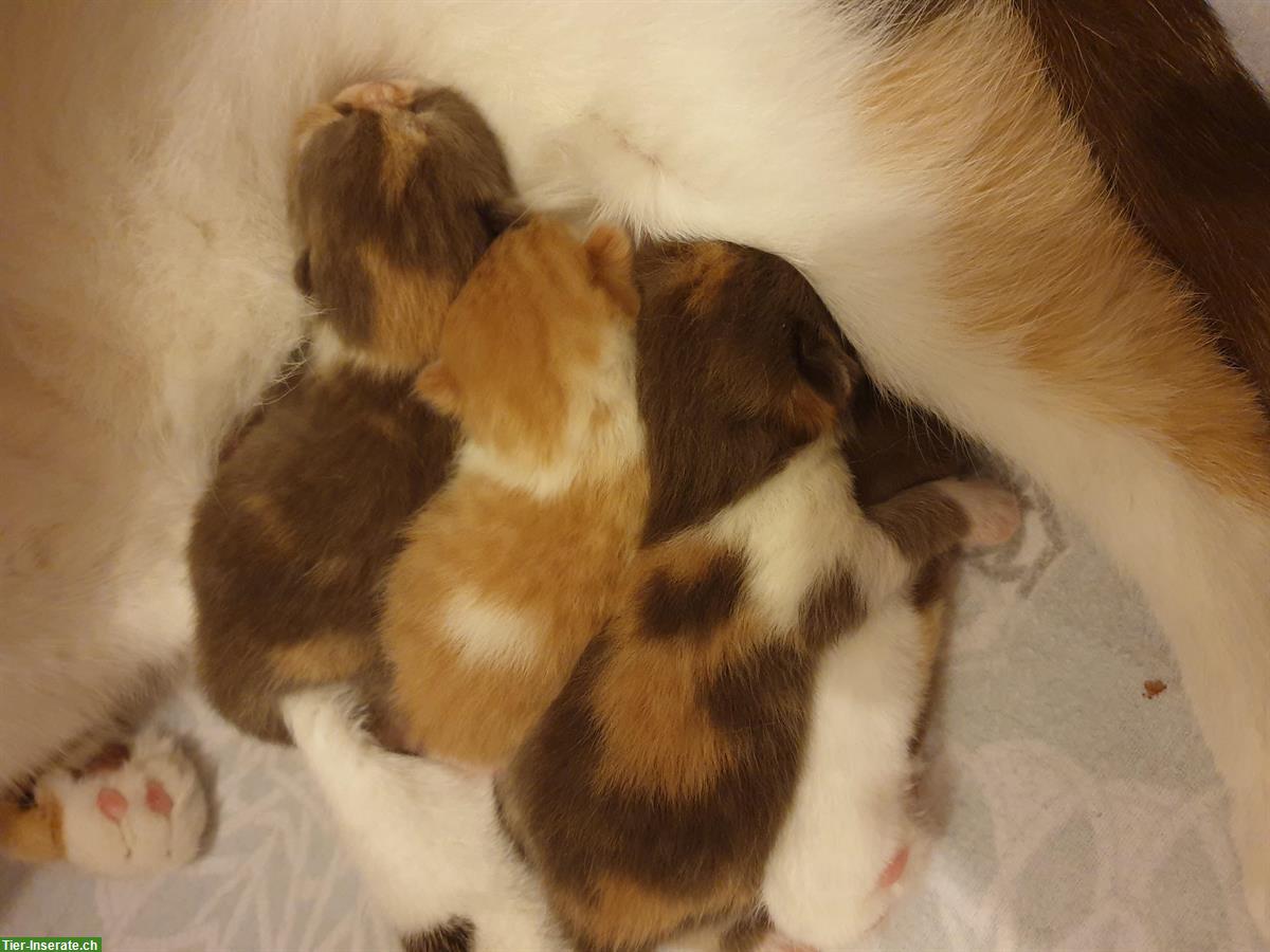 Bild 5: Wunderschöner BKH Kater mit Stammbaum