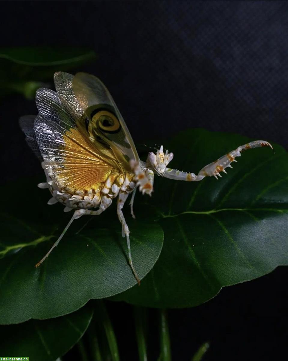 Bild 9: Überraschungs-Mantide mit Plexiglasterrarium