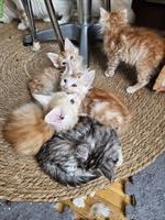 5 Maine Coon Kitten mit Stammbaum