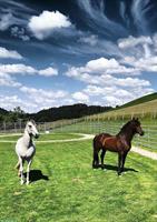 Pferdeimmobilie: Pferde-Paradies für Mensch & Tier zu verkaufen