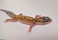 Gesunde Leopardgecko suchen schönes neues zuhause