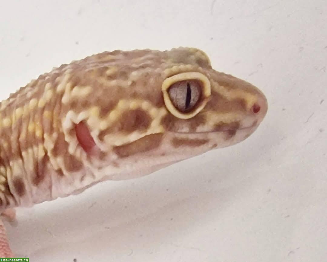 Bild 3: Gesunde Leopardgecko suchen schönes neues zuhause