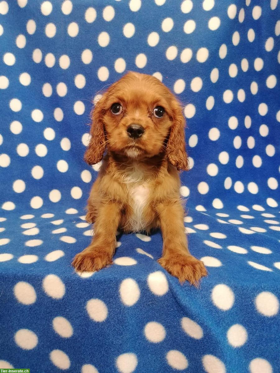 Bild 2: Cavalier King Charles Spaniel Welpen zu verkaufen