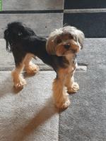 Deckrüde Biewer Yorkshire Terrier ohne Papiere