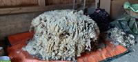 Bio-Schafwolle zu verkaufen
