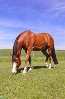 Suche Pferdemama für Herzenspferd in Bösingen FR