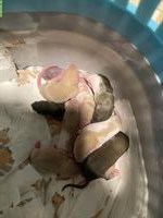 Baby Ratten aus eigener Zucht zu verkaufen