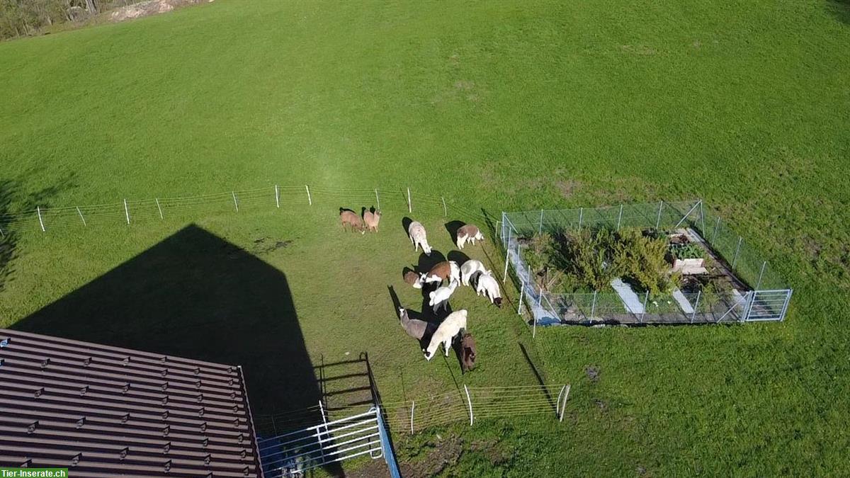 Bild 4: Lama Stuten zu verkaufen