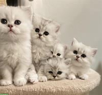 Chinchilla Perser Kitten suchen neues Daheim