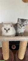BKH Kitten suchen neues Zuhause