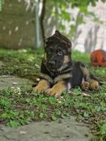 Deutscher Schäferhund, Welpen suchen ein Zuhause