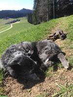 Biete Hundebetreuung in Otelfingen im Furttal