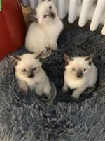 Adoptiveltern für süsse Siam Kätzchen gesucht!