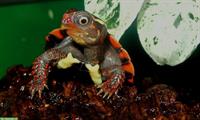 Geoemyda Spengleri & G. Japonica, Zacken-Erdschildkröten CH-NZ