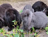 Reinrassige Französische Widder Kaninchen