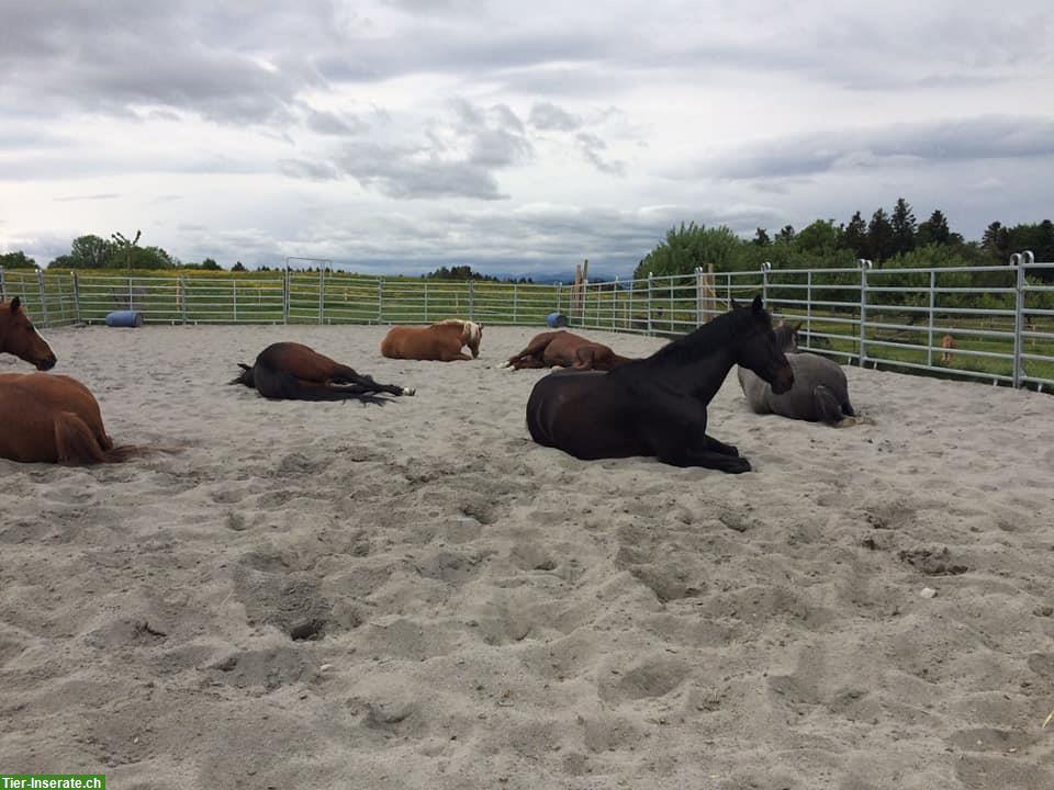 Bild 7: Offenstallplatz frei in Waldkirch SG