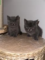 2 männliche Britisch Kurzhaar Katzenbabys (Geschwister) nur zusammen!