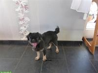 Der neue Mops, mit mehr Nase, frei atmend und manchmal fluffy