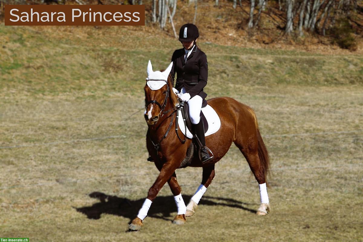Bild 9: PRINCE HERCULES – Selbstbewusstes Connemara Hengstfohlen
