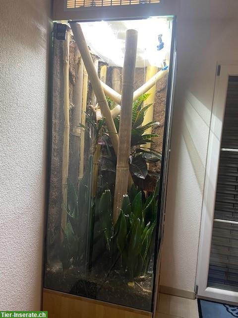 Terrarium 140x80x60cm, Logoterrarien, Buchenmöbel vom Schreiner