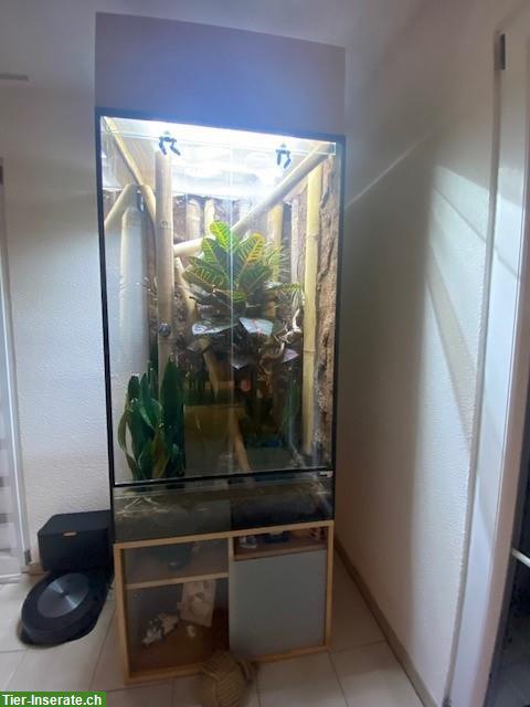 Bild 4: Terrarium 140x80x60cm, Logoterrarien, Buchenmöbel vom Schreiner