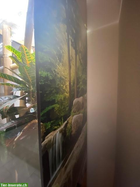 Bild 7: Terrarium 140x80x60cm, Logoterrarien, Buchenmöbel vom Schreiner