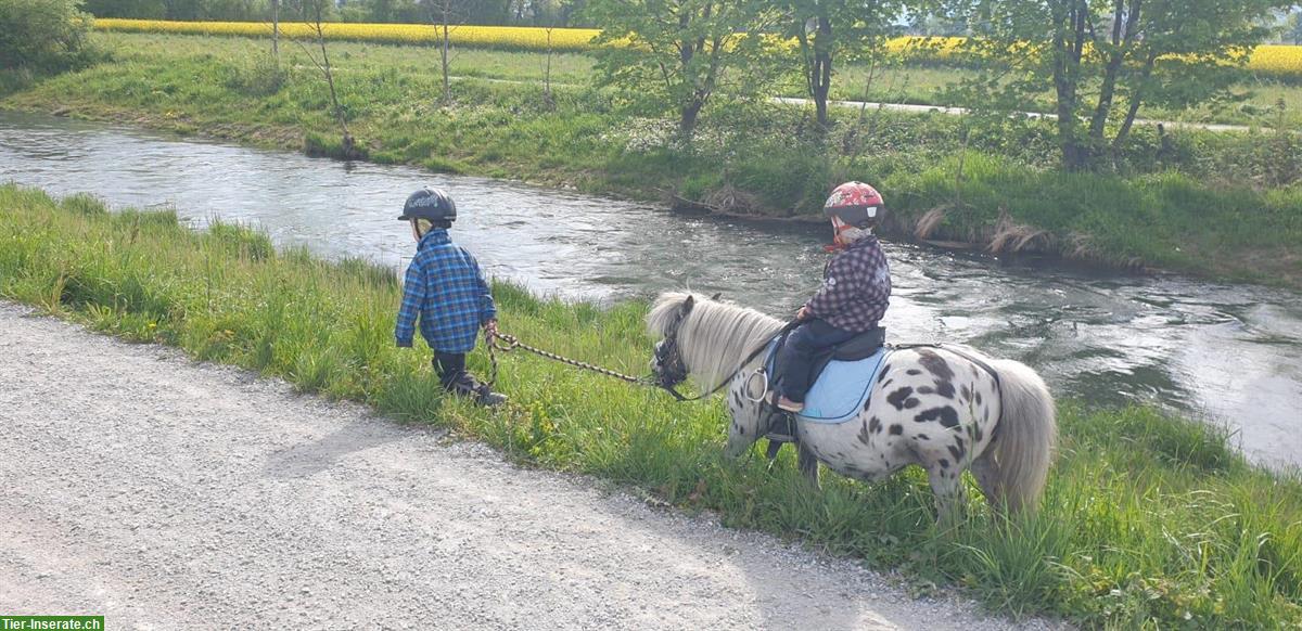 PONYREITEN / PONYKINDERGARTEN für 3 - 8-jährige Kinder