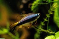 6x Kaisersalmler (Nematobrycon palmeri) zu verkaufen!