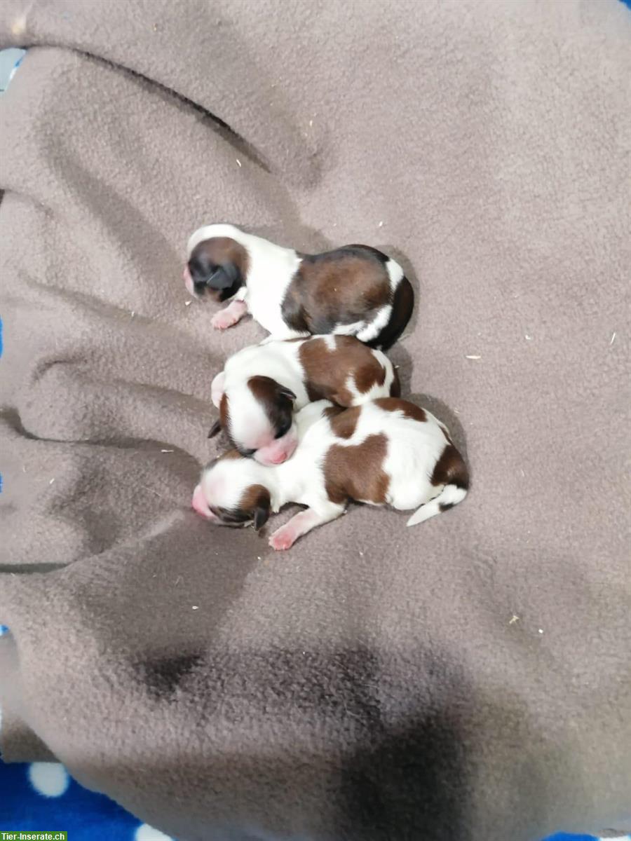 Bild 10: Shih Tzu Welpen aus Familienzucht in Italien