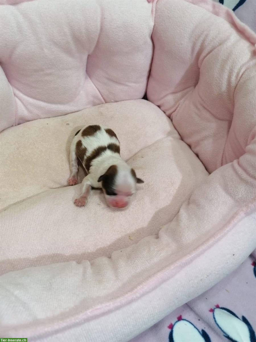 Bild 3: Shih Tzu Welpen aus Familienzucht in Italien