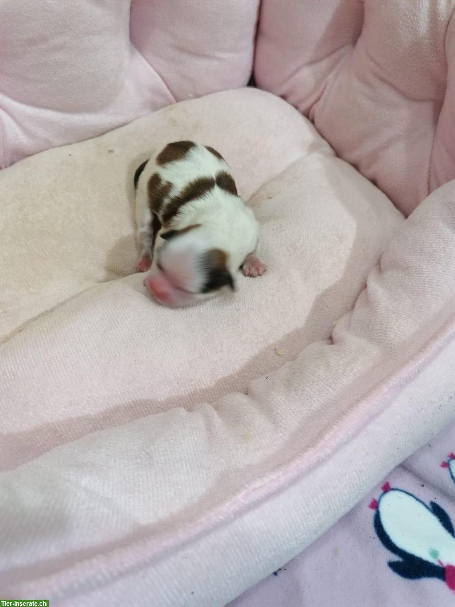 Bild 4: Shih Tzu Welpen aus Familienzucht in Italien